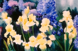 yellow iris yellow iris